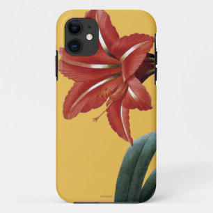 title_seo2 Amaryllis rayado
