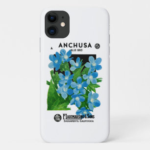 title_seo2 Anchusa