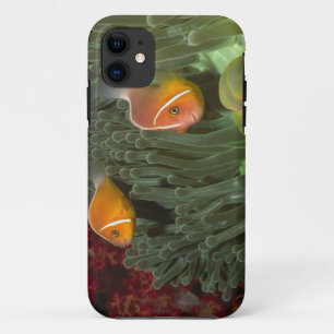 Funda Para iPhone 11 Anemonefish rosado en anémona de mar de