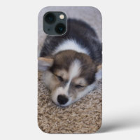 Animales de bebé más afectados | Corgi Puppy en Sh