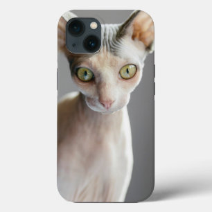 Funda Para iPhone 13 Animales de bebé más afectados Gato de esfinge