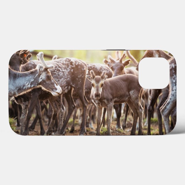 Funda De Case-Mate Para iPhone Animales de bebé más afectados | Renos de Svalbard (Reverso (Horizontal))