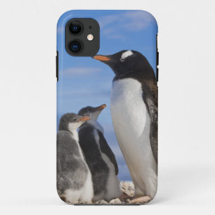 title_seo2 Antártida, Neko Cove (puerto). Pingüino Gentoo 2