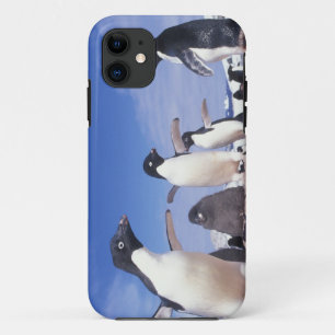 title_seo2 Antártida, Pingüino Adelie Pygoscelis