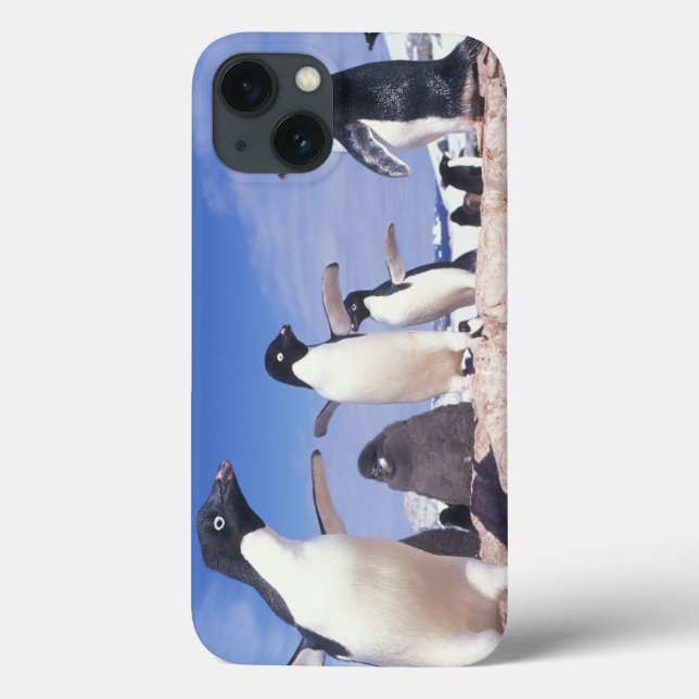 Funda De Case-Mate Para iPhone Antártida, Pingüino Adelie Pygoscelis (Reverso)