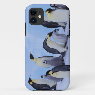 title_seo2 Antártida, Pingüinos Emperadores