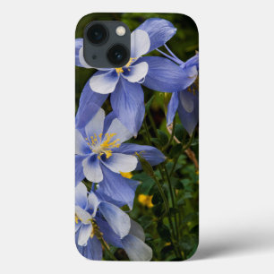 title_seo2 Aquilegia azul de Colorado cerca de Telluride Colo