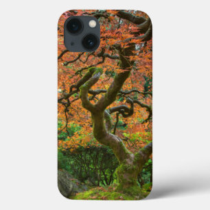 title_seo2 Árbol de Arce en los Jardines Japoneses en Otoño