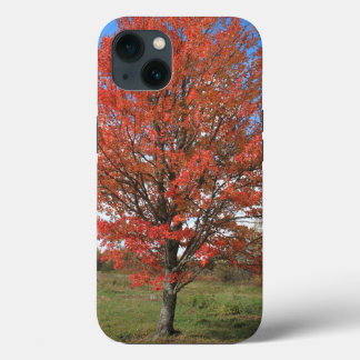 Funda Para iPhone 13 Árbol de arce rojo de otoño en el cielo azul