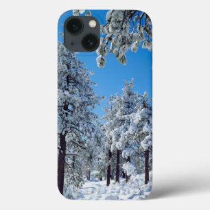 title_seo2 Árboles cubiertos de nieve en las montañas Laguna