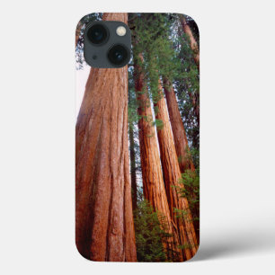 Funda Para iPhone 13 Árboles de secuoya roja de crecimiento antiguo