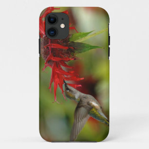 Funda Para iPhone 11 Archilochus Colubris, colibrí con trompeta