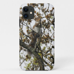 Funda Para iPhone 11 Ardilla en un árbol
