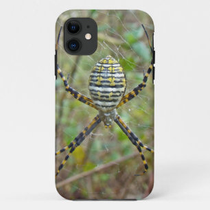 title_seo2 Argiope trifasciata Orb Weaver Spider