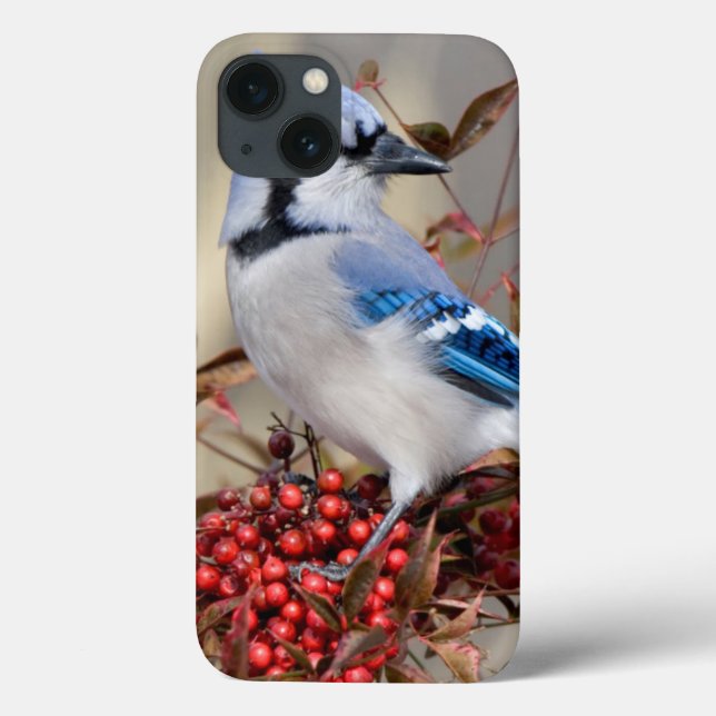 Funda De Case-Mate Para iPhone Arrendajo azul en Bambú celestial Nandina (Reverso)