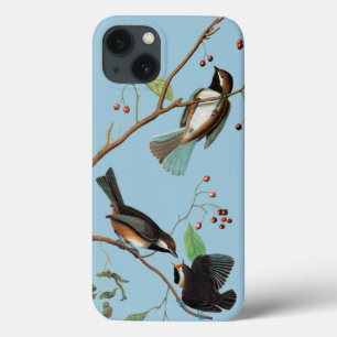 title_seo2 Audubon: Chickadee