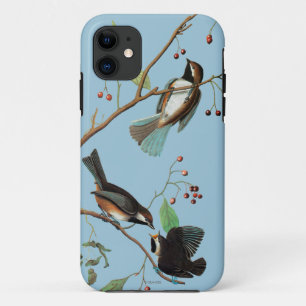 title_seo2 Audubon: Chickadee