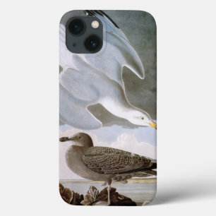 Funda Para iPhone 13 Audubon: Gaviota de arenques
