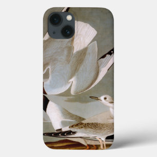 Funda Para iPhone 13 Audubon: Gull de Bonaparte