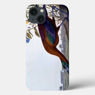 title_seo2 Audubon: Ibis Glossy