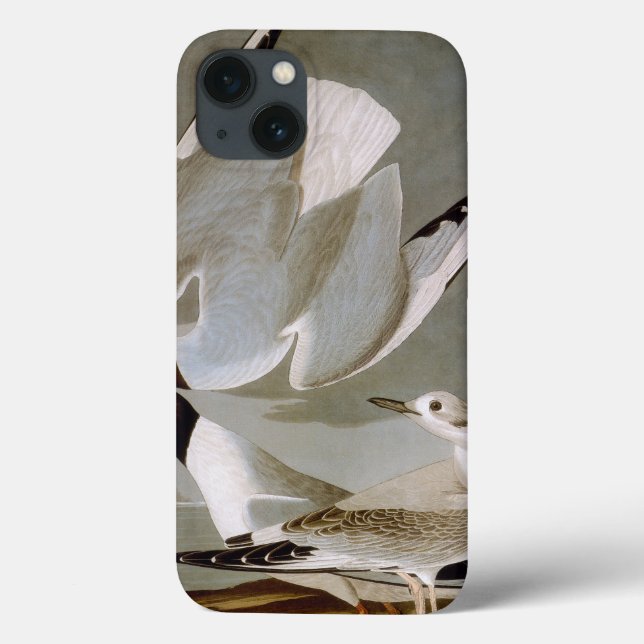Funda De Case-Mate Para iPhone Audubon: La gaviota de Bonaparte (Reverso)