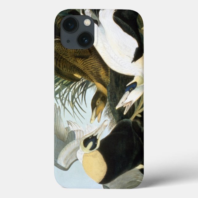 Funda De Case-Mate Para iPhone Audubon: Pato Eider (Reverso)