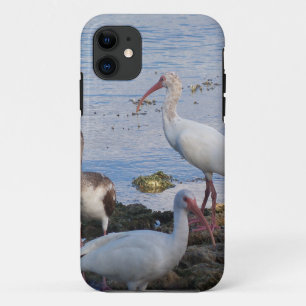 Funda Para iPhone 11 Aves del Ibis a orillas de la bahía de Florida