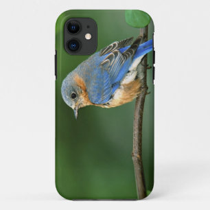 Funda Para iPhone 11 Azulillo Oriental hembra, Sialia sialis