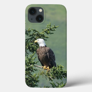 title_seo2 Bald Eagle