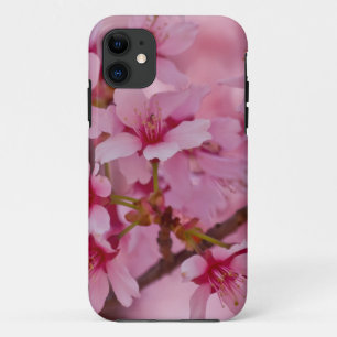 title_seo2 Bañado en flores de cerezo japonesas rosadas