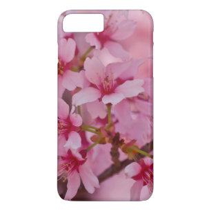 title_seo2 Bañado en flores de cerezo japonesas rosadas