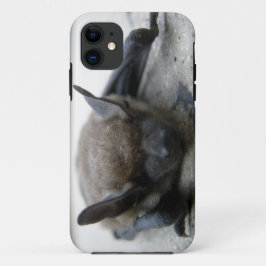 Funda Para iPhone 11 Bate marrón pequeño (Myotis lucifugus)