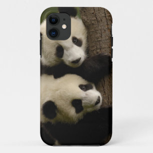 title_seo2 Bebés de la panda gigante (melanoleuca del