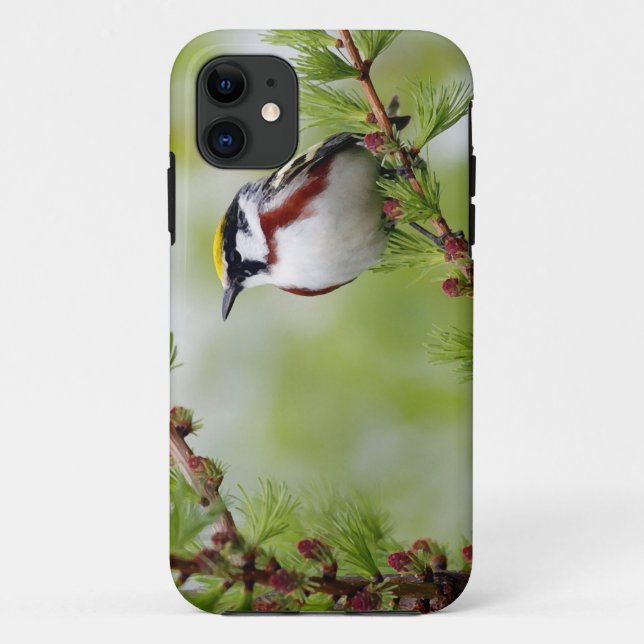 Funda De Case-Mate Para iPhone Bird grey_iphone (Reverso)