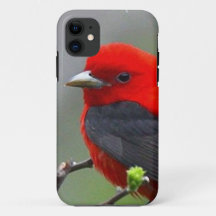Bird red_iphone