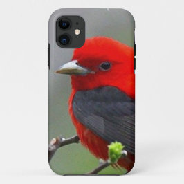 title_seo2 Bird red_iphone