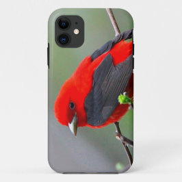 title_seo2 Bird red_iphone