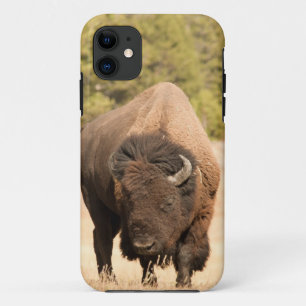 title_seo2 Bisonte