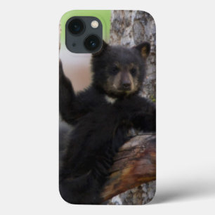 title_seo2 Black Bears Cub Lounging
