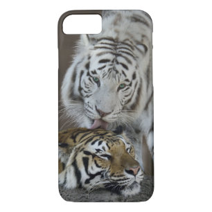 title_seo2 Blanco y reclinación de los tigres de Brown