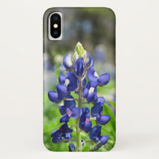 title_seo2 Bluebonnet