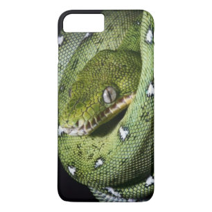 title_seo2 Boa esmeralda de la serpiente verde del árbol en