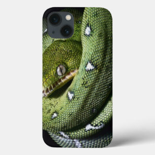 title_seo2 Boa esmeralda de la serpiente verde del árbol en