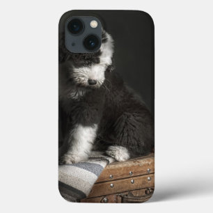 Funda Para iPhone 13 Bobtail puppy portrait in studio