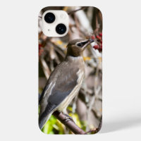 Bohemian Waxwing, fotografía canadiense aviar