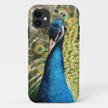 Bonito Peacock