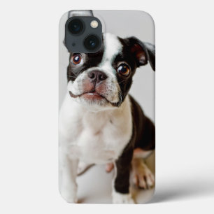 title_seo2 Boston Terrier