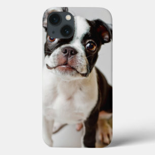 Funda Para iPhone 13 Boston Terrier