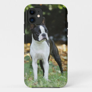 Funda Para iPhone 11 Boston terrier
