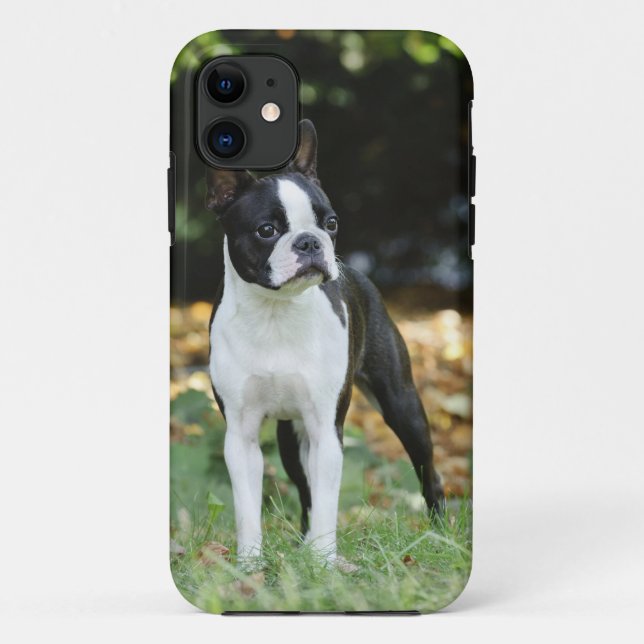Funda De Case-Mate Para iPhone Boston terrier (Reverso)
